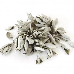 Biała szałwia (susz 100g) White Sage / SALVIA APIANA