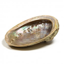 Abalone Shell - muszla (13-16 cm) do palenia kadzideł z drewnianym stojakiem