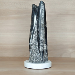 ORTHOCERAS obelisk (1,558 kg)