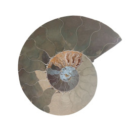 Amonit - 120 mm.