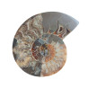 Amonit - 180 mm.