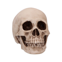 Figura CRANIOLOGY (12 cm)...
