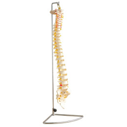 Model Kręgosłupa do...