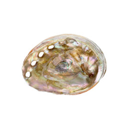 Muszla Abalone mała